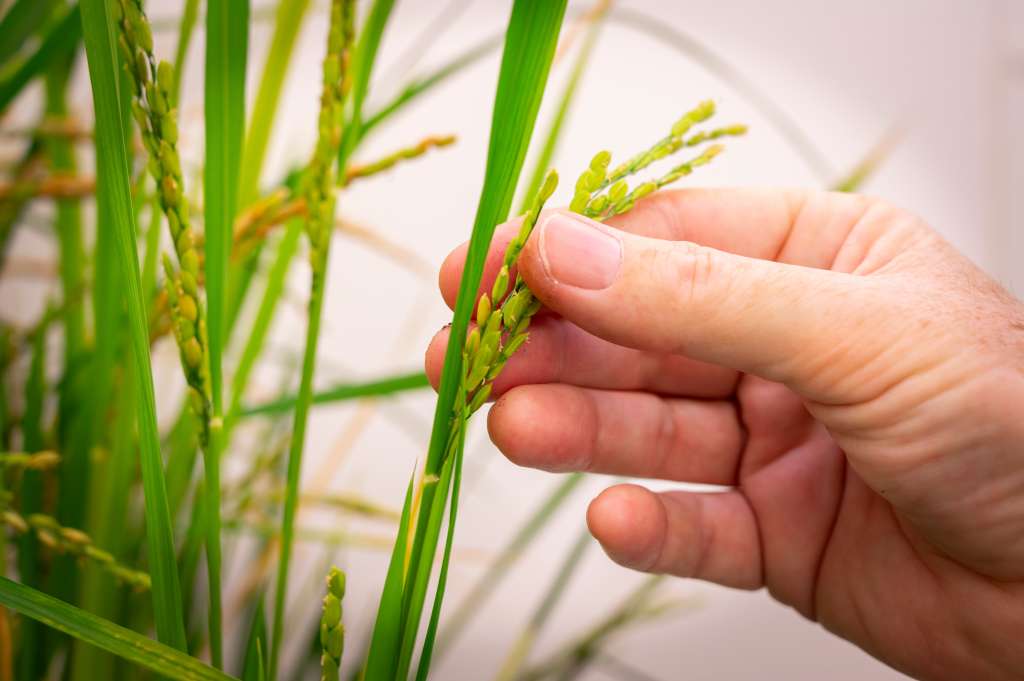 MADRID, 24/10/2024.- Un investigador supervisa una de las plantas de arroz utilizada en un proyecto para intentar desarrollar cultivos superproductivos sin fertilizantes, en el Centro de biotecnología y Genómica de las Plantas en Madrid. Promover una nueva revolución agrícola a través de cultivos que no necesitan fertilizantes químicos es el objetivo de este proyecto, liderado por Luis Rubio, investigador del Instituto Nacional de Investigación y Tecnología Agraria y Alimentaria (INIA-CSIC), que ha recibido 4,5 millones de la Fundación Gates para su fase final. EFE/ César Hernández Regal/CSIC ***SOLO USO EDITORIAL/SOLO DISPONIBLE PARA ILUSTRAR LA NOTICIA QUE ACOMPAÑA (CRÉDITO OBLIGATORIO)***