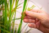 El precio de los fertilizantes bajó en mayo