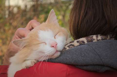 ¿Qué es lo bueno de tener un gato en casa?