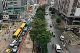 Talar para construir: el caso de la Séptima y la restauración de árboles tras obras públicas