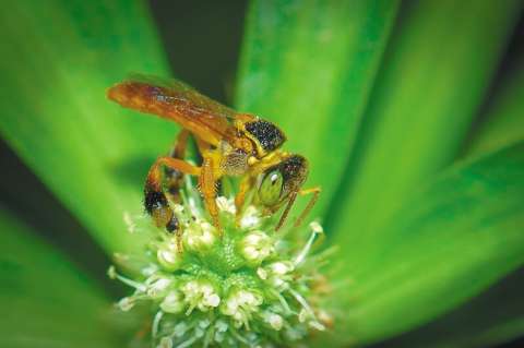 La ruta de la miel de abejas sin aguijón