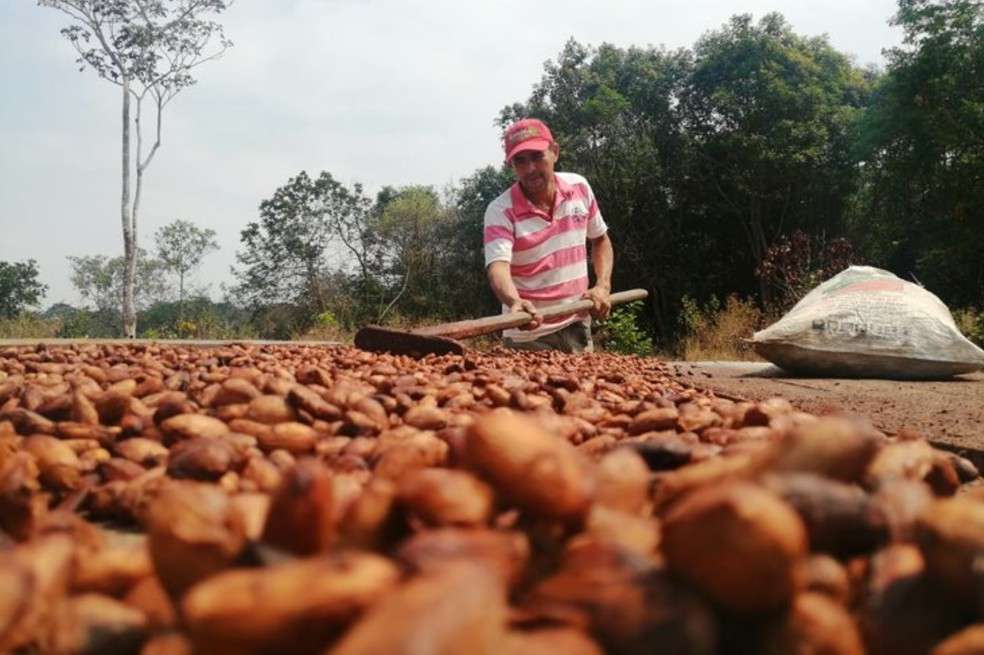 Cacao producido por la Alianza.
