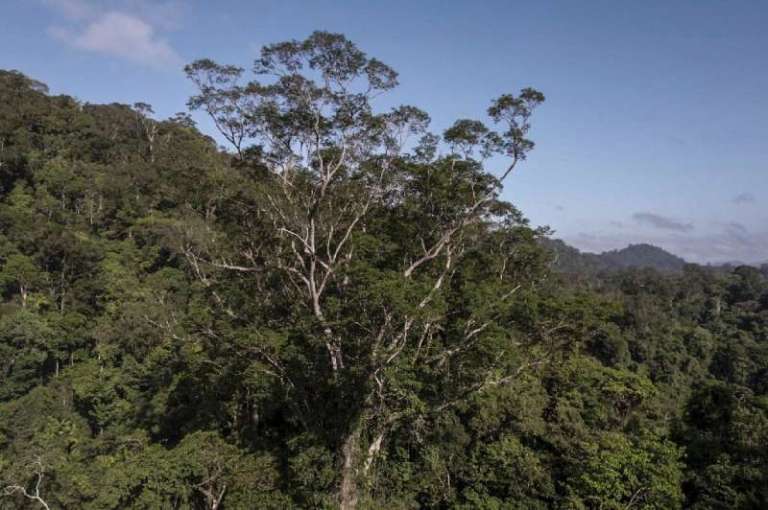 La travesía para llegar hasta el árbol más alto de la Amazonia