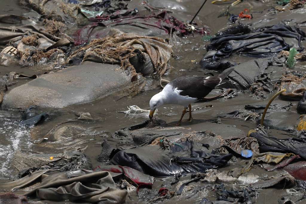 -FOTODELDÍA- AME5924. LIMA (PERÚ), 15/02/2022.- Una gaviota busca alimento entre los sacos y plásticos utilizados para contener el petroleo, hoy en la playa Cavero en el distrito de Ventanilla en Lima (Perú). Un mes después del desastre ambiental que sufrieron las costas de Lima tras el derrame de crudo desde la refinería La Pampilla, aún se investigan las causas del accidente, mientras que la española Repsol continúa con trabajos de limpieza que el gobierno peruano aún considera insuficientes. EFE/Paolo Aguilar