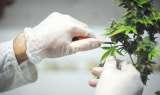 Brasil aprueba primer medicamento a base de marihuana