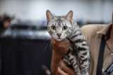 Expopet arranca con una gran campaña de ayuda para los animales afectados por el terremoto