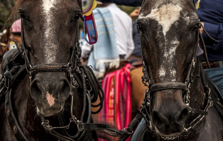 Suspenden movilización de caballos por brote de influenza equina en 24 municipios del Valle