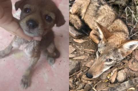 Joven adopta un pequeño perro sin saber que era un coyote: “Nunca dejó de ser salvaje”