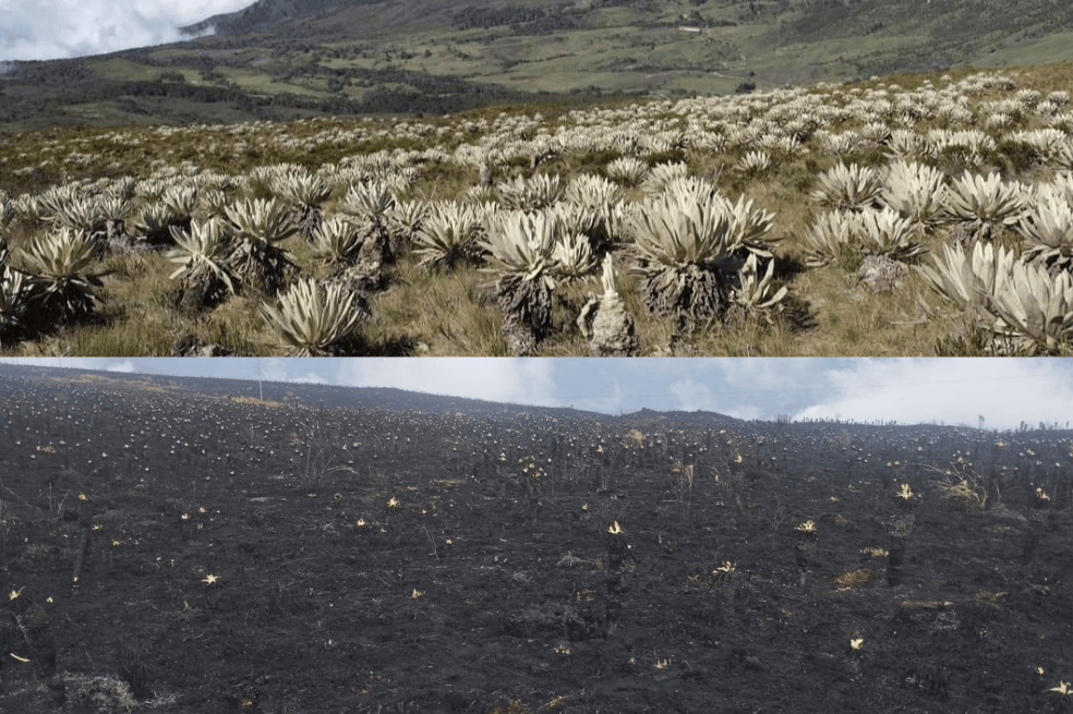Antes y después del valle de frailejones del páramo de Berlín, afectado por los recientes incendios. /Foto: Nelson Rodríguez.