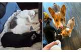 Conozca la historia viral de Lena: la cabrita que creció entre perros y gatos