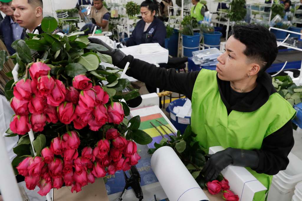 ACOMPAÑA CRÓNICA: COLOMBIA FLORES BOG400. BOGOTÁ (COLOMBIA), 03/02/2025.- Fotografía del 31 de enero de 2025 de un hombre empacando rosas, en el cultivo de Flores de los Andes en Bogotá (Colombia). Los productores de flores de Colombia respiran más tranquilos porque podrán seguir exportando sin aranceles 900 millones de tallos a Estados Unidos, un mercado que llegó a estar en riesgo por las disputas entre los presidentes de los dos países en vísperas de San Valentín, la festividad estadounidense más romántica del año. EFE/ Carlos Ortega