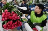 San Valentín: este año aumentó la exportación de flores colombianas a EE. UU.