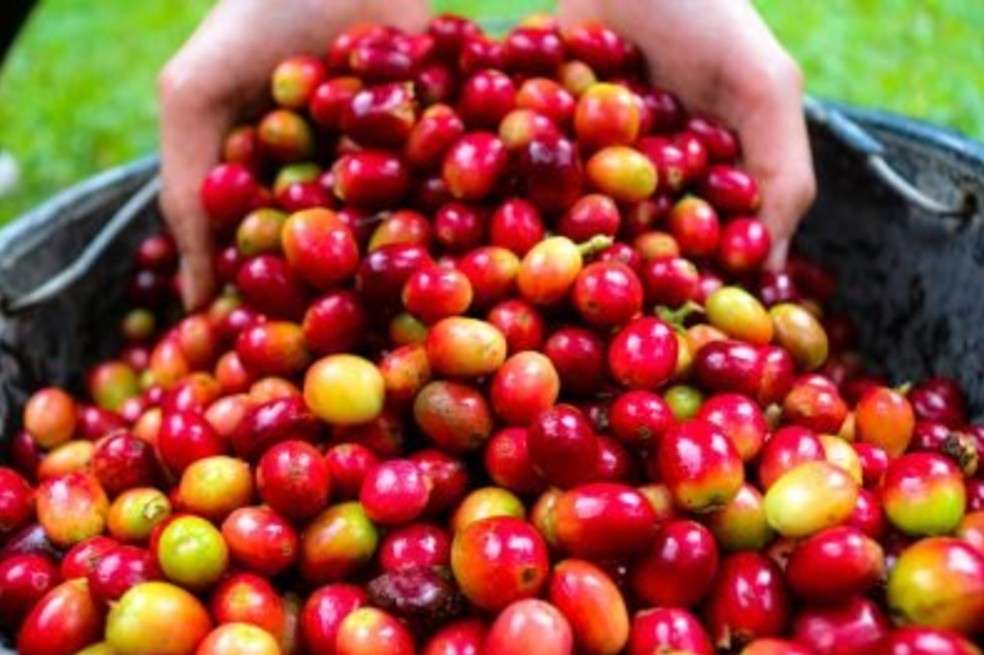 Café Milagros Andinos.