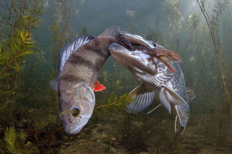 Pescando, Tercer Lugar en la categoría Vida Salvaje.