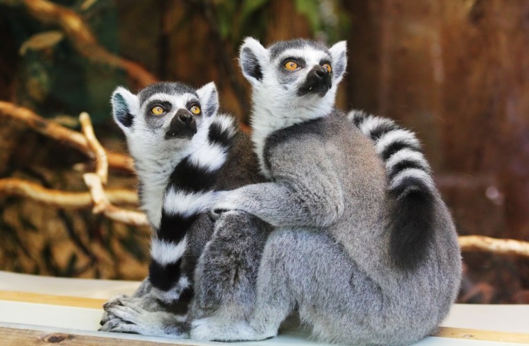 Actividad humana obliga a los animales a moverse más lejos para sobrevivir