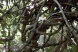 La ayahuasca y la ciencia psicodélica