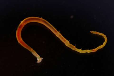 Las larvas dan pistas sobre cómo son los tipos de ciclos de vida de los animales