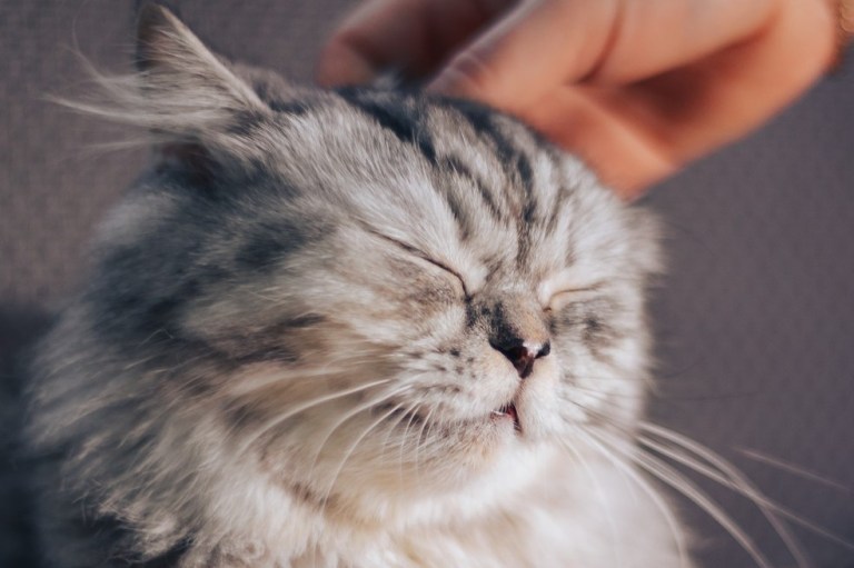 ¿Cómo saber si su gato lo ha elegido?