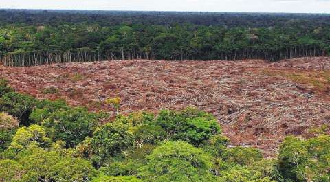 Amazonia: crean plataforma digital con cuatro retos para proteger ese bosque