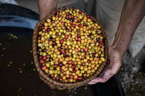 Caída del café se cobra una víctima en Brasil: Terra Forte