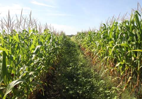 Las importaciones de maíz blanco crecieron el 400 %: ¿cómo fortalecer los cereales del país?