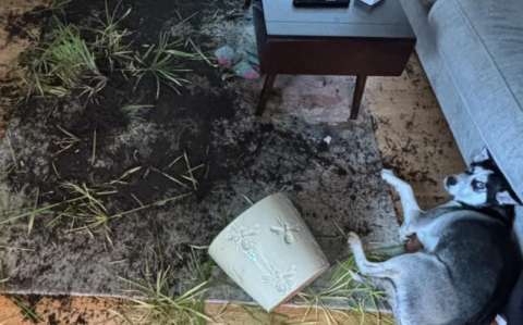 Dueño deja a su husky sola por una hora y ocurre algo inesperado
