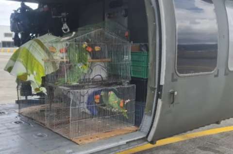 Así fue el traslado de 22 animales silvestres desde Antioquia hasta Piscilago