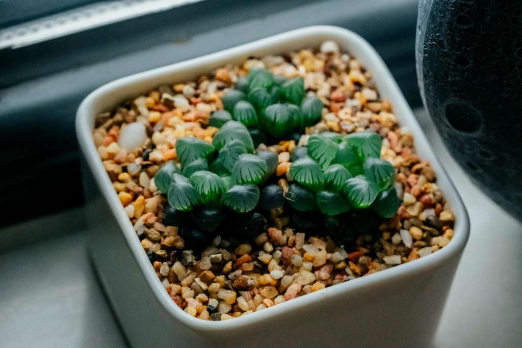 Este tipo de plantas de forma silvestre crecen dentro de la tierra, dejando solo las puntas de sus hojas por fuera para captar la luz del sol.