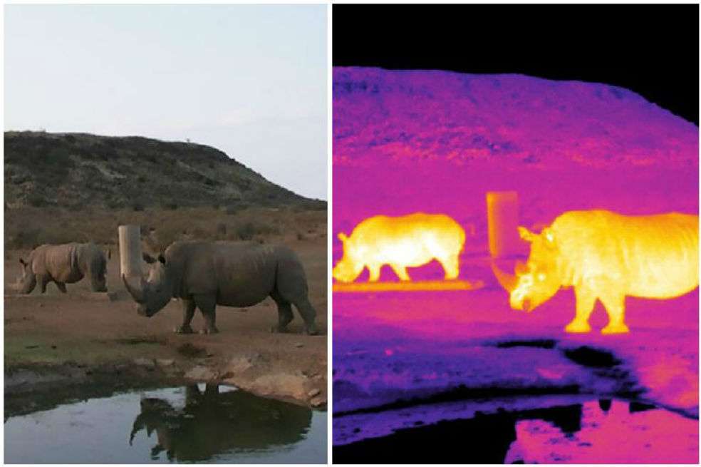 Imagen infrarroja de rinocerontes en Sudáfrica. / Endangered Wildlife Trust/LJMU