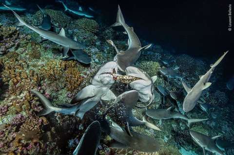 Exceso de pesca provocó la desaparición del 70% de ejemplares de algunas especies de tiburones