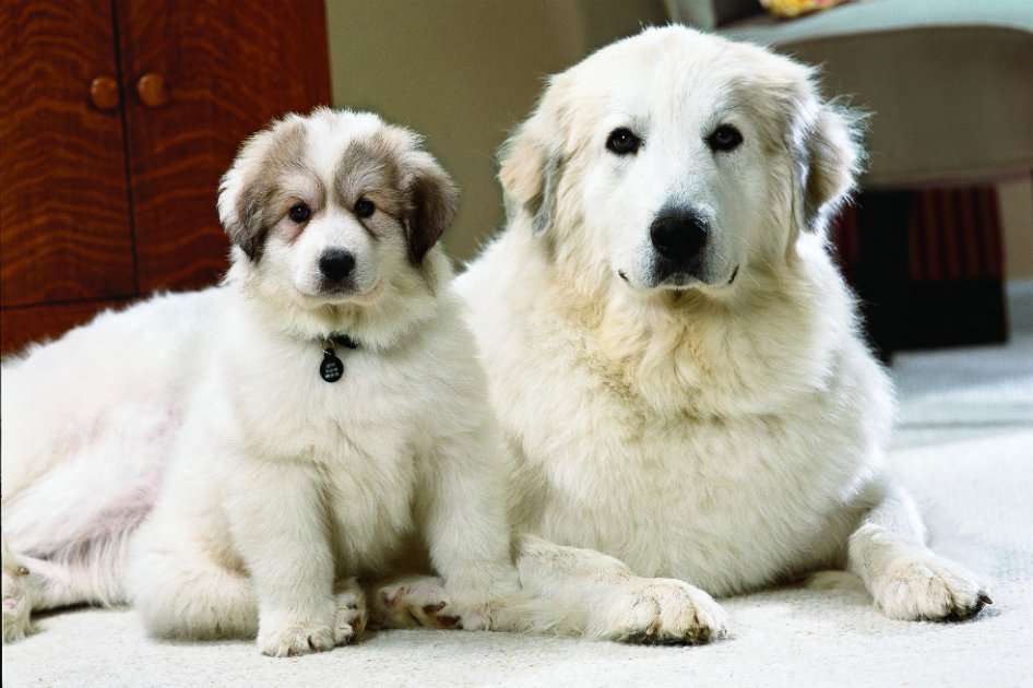 Hay que evitar alimentar a perros de raza grande con comida para pequeños. / Cortesía
