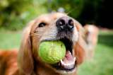 Día Mundial del Perro: estas son algunas formas de ayudar a los animales más vulnerables