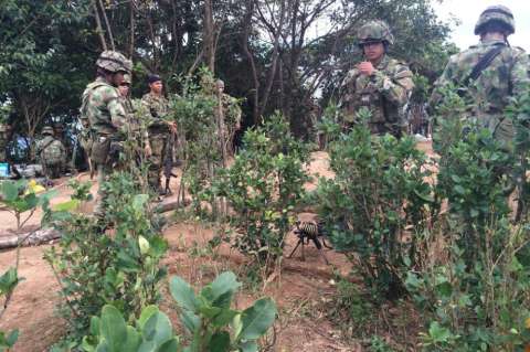 Ejército erradica más de 100 hectáreas de cultivos Ilícitos en el mes de enero