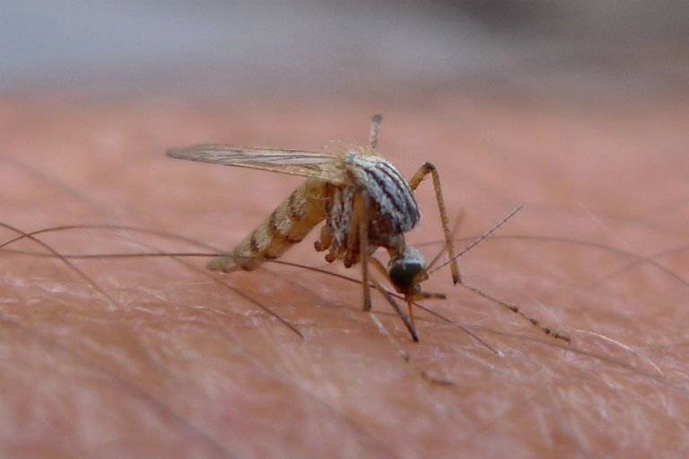 ¿Por qué los mosquitos son selectivos para picar?