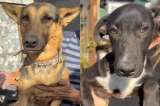 Dos perritas adoptadas y devueltas en menos de dos meses por una razón injusta