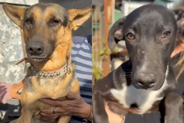 Dos perritas adoptadas y devueltas en menos de dos meses por una razón injusta