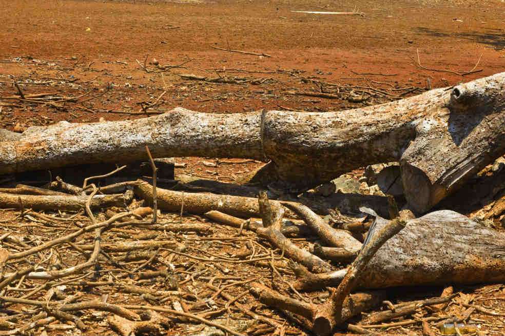 Entre enero y noviembre de 2012 hubo 1.118 incendios forestales extinguidos, 23 departamentos afectados y 50.412 hectáreas destruidas por las altas temperaturas. /123rf