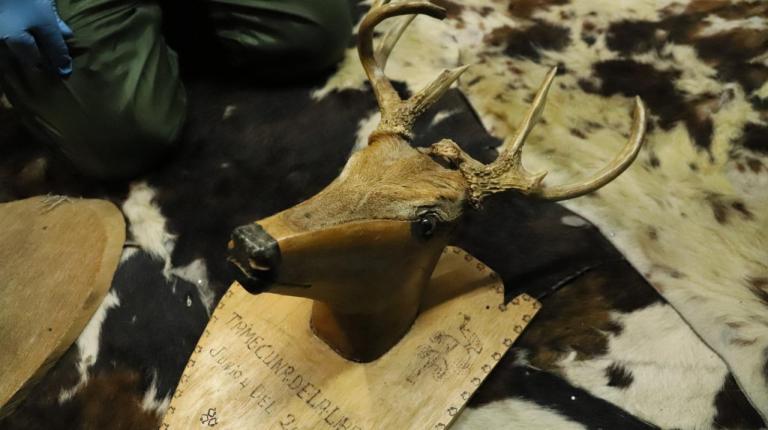 La Secretaría de Ambiente y la Policía Ambiental y Ecológica incautaron 391 artículos elaborados con animales silvestres, en un operativo de control realizado a un establecimiento en el barrio Restrepo, localidad de Antonio Nariño.
