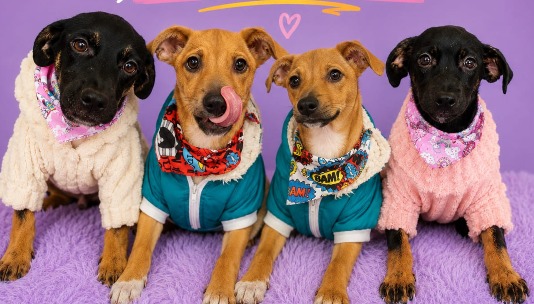 Nadie ha preguntado por ellos: cuatro cachorros criollos buscan una familia que los ame