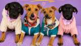 Nadie ha preguntado por ellos: cuatro cachorros criollos buscan una familia que los ame