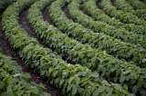 Exportaciones agropecuarias crecieron 4,4% hasta mayo de 2018