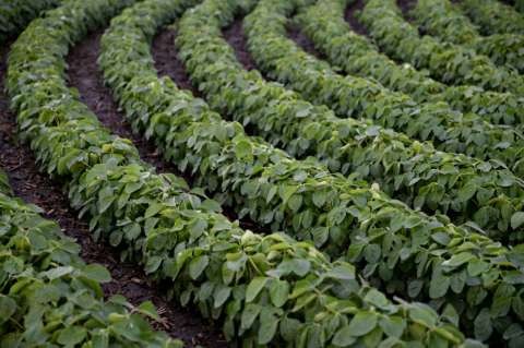 Exportaciones agropecuarias crecieron 4,4% hasta mayo de 2018