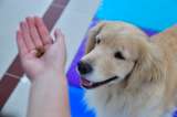 Gobernación del Valle abre espacio “pet friendly”: ahora podrá hacer trámites con su mascota