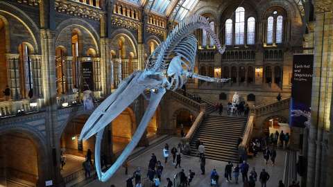 ¿Le interesa trabajar en el Museo de Historia Natural de Londres? Abren vacantes