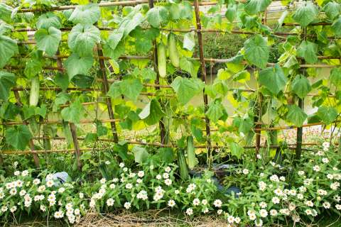 ¿Cómo enderezar una planta? Guía práctica para cuidar sus matas