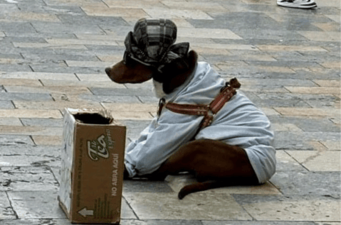 El maltrato de animales para pedir dinero: una problemática que debe parar (video)