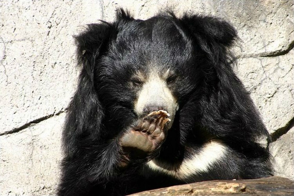 El oso bezudo vive en praderas y bosques de llanura de la India, Nepal, Bangladés y Sri Lanka / Wikifauna
