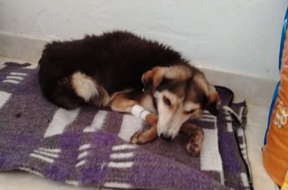Un perro fue arrastrado vivo por un hombre a caballo en Boyacá: ya está a salvo