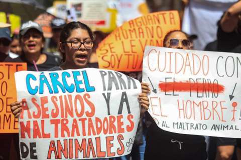 Condenan a tres soldados que mataron a perrita arrojándola al vacío