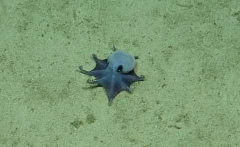 Descubren en Galápagos un pequeño pulpo que vive a casi 1.800 metros de profundidad